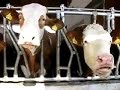 Pafrecall Bavarian Cowtalk