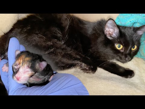 Pregnant Cat Giving Birth to 6 Different Color Kittens - YouTube