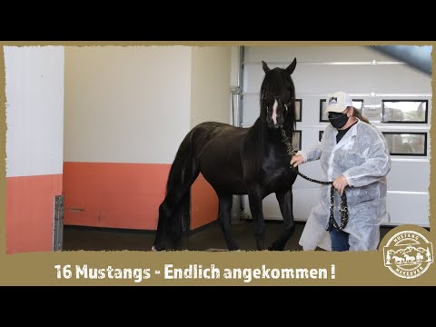 MUSTANG MAKEOVER - Ankunft der Eventmustangs 2021