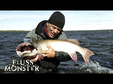Der nordamerikanische Musky: Verdächtiger der Tiefe | S7 E04 | Fluss Monster