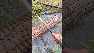 Download lagu Periksa perangkap belut yg di pasang di tengah² sawah dan dpt belut lumayan besar #147#mancing#belut mp3 Download lagu Periksa perangkap belut yg di pasang di tengah² sawah dan dpt belut lumayan besar #147#mancing#belut mp3