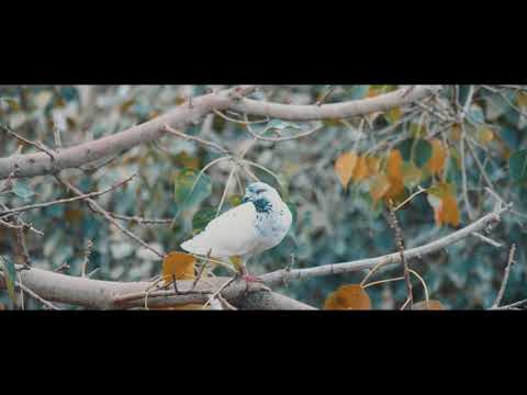 Arrival of The Birds | Cinematic Video | Jahanzaib Naseer
