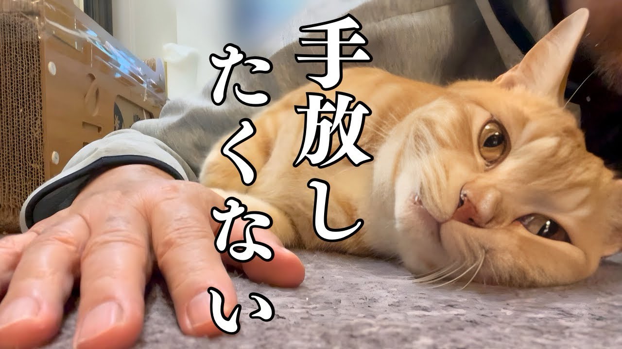 本当は手放したくない!【保護猫の里親譲渡】