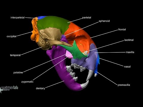Visible Interactive Bobcat - labeled skull bones