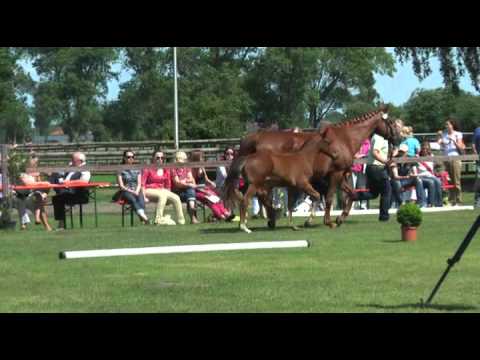 Sudweyher Fohlenschau 2012 - Kat.-Nr. 07