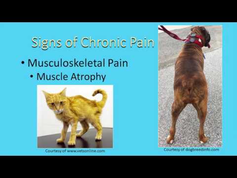 Identifying and Managing Chronic Pain