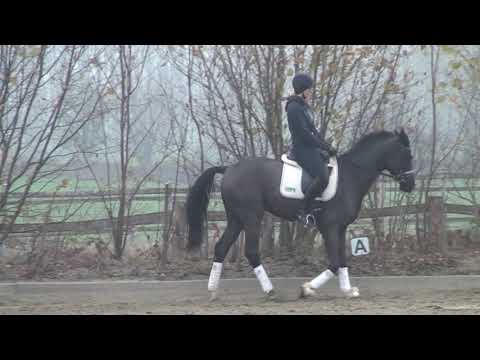 For Sale: 3y old gelding by Destano