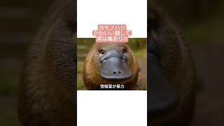 カモノハシ、かわいいのに設定がバグってます。#動物 #癒し　#funny  #animals  #雑学 #カモノハシ