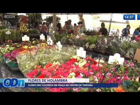 Flores de Holambra dão colorido ao centro de Teresina 14 01 2022