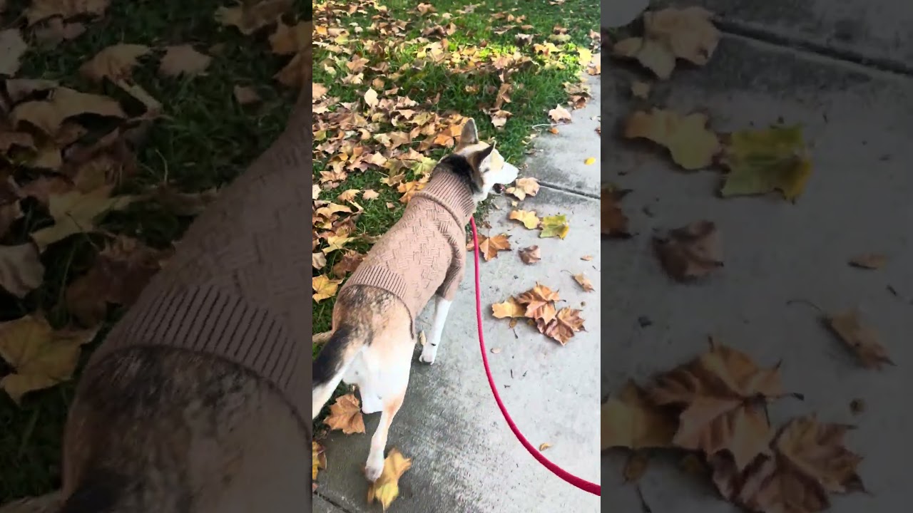Candy, a Adoptable mixed breed in Upland, CA video 6/6