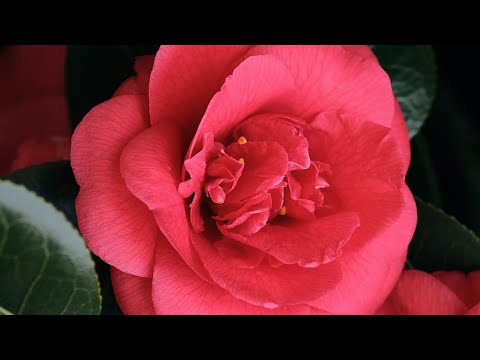 Gute Besserung für dich und alles Gute 🕊️🍀🕊️🍀🕊️