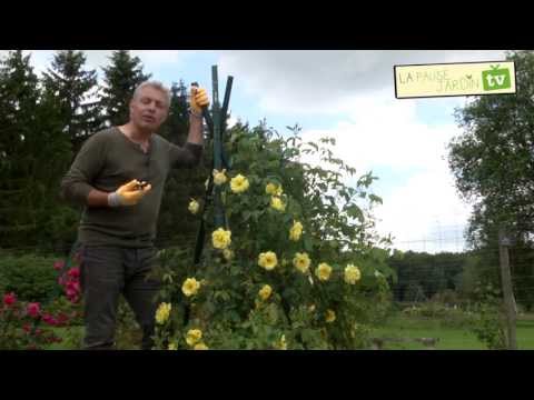 comment traiter hortensias