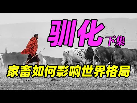 , title : '【驯化动物02】家畜给人类带来了什么“大礼” 如何影响世界格局|What gift did domestic animals bring to human?'