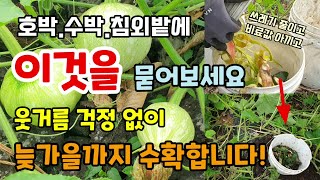 호박.수박.참외밭에 이것을 묻어주면 웃거름 걱정 없이 늦가을까지 수확합니다 돈주고 음식물(채소과일껍질)쓰레기…