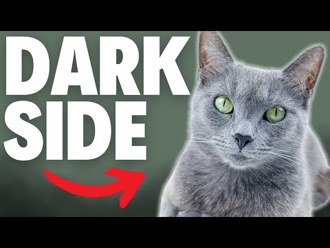 What NOBODY Tells You About Russian Blue Cats...