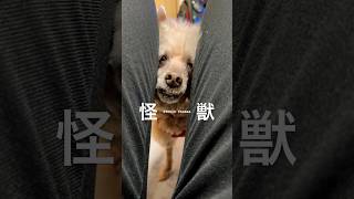 【しゃくれ犬クレール】 自分から飼い主の太ももに挟まってきたくせに悲しい顔をするトイプードル 【犬の日常】