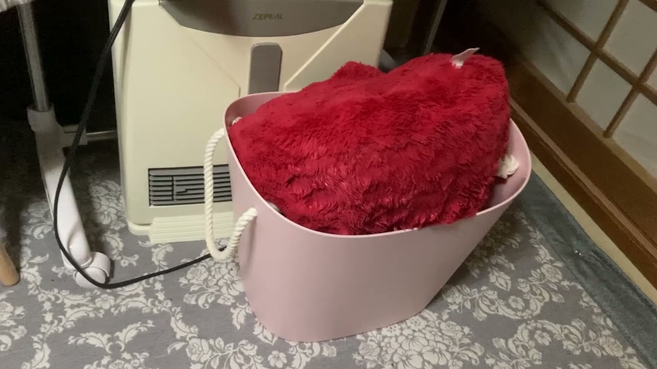 黒ひげKOO？【くーたの部屋】stanza del gatto