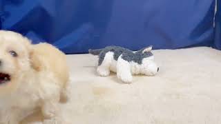 トイプードルの動画01