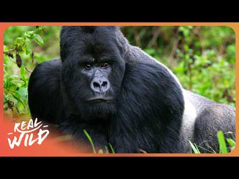 Silverback Gorillas: Kings of the Congo | Ultra HD