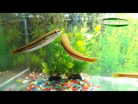 Anakan Novyj Trend Smotret Onlajn Na Sajte Trendovi Ru