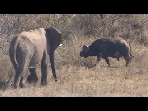 Elephant Gets Shown Who's Boss By A Buffalo - Latest Sightings