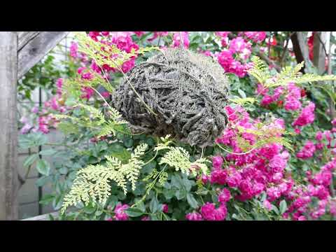 つるバラ「スーパーエクセルサ」 植物