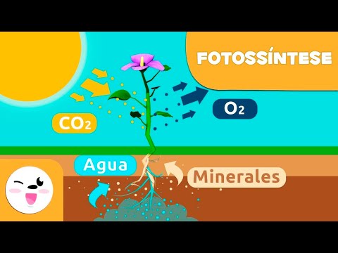 A fotossíntese das plantas |Ciências para crianças