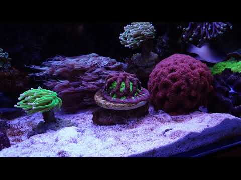 Piasek w akwarium morskim sypać czy nie sypać? Aktualizacja zbiornika 08.05.2019