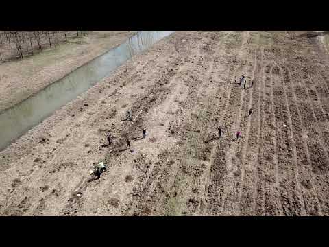 "Adopta un copac!" - Com. Chirnogi, jud.Calarasi, 31.03.2018