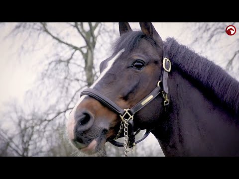 Breeding Legends - Casall