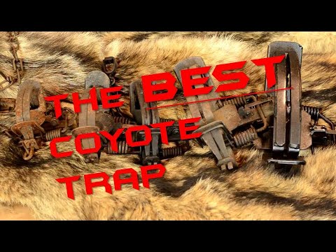 Best Trap for Coyotes, Bobcats, Beavers, Foxes and everything else
