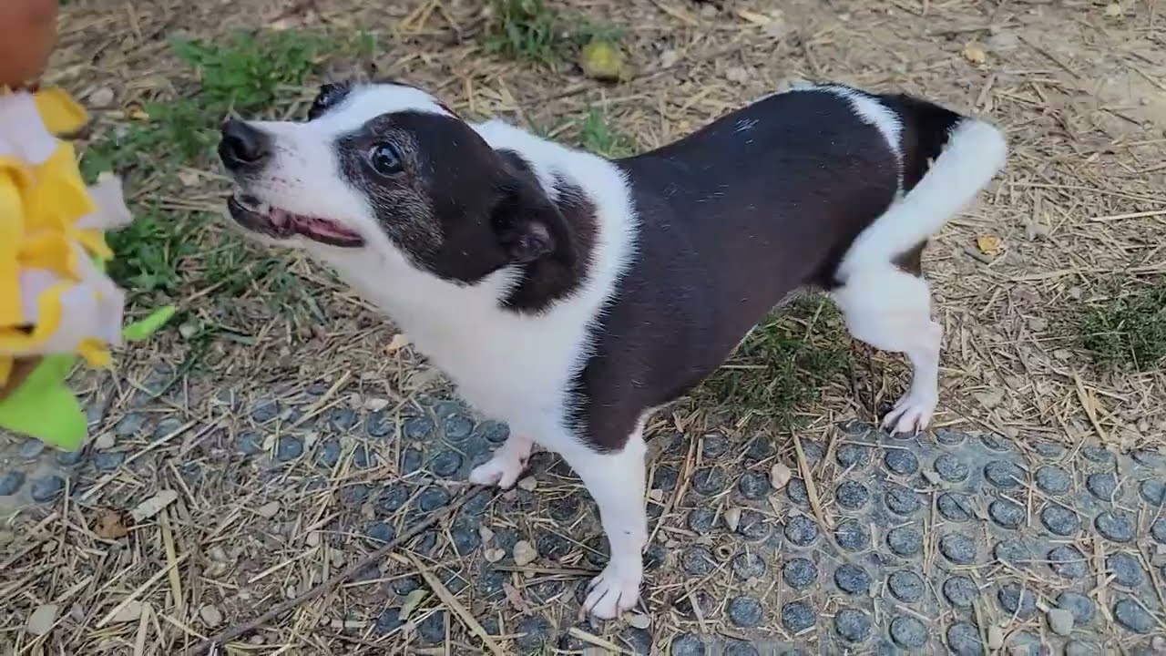 Enlarge Spot & Tip - A 2-pup-for-1 deal, a Adoptable Chihuahua in Mount Sterling, KY video 2/6