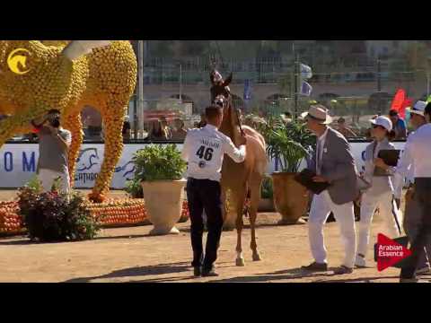 N.46 BINT SEDUCTION HBV - MENTON 2017 - Fillies 3 years old (Class 3)