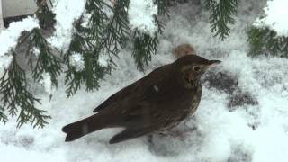 Vogels In De Winter