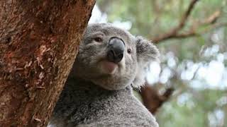 Koala Conservation Australia   Save the Koala Day