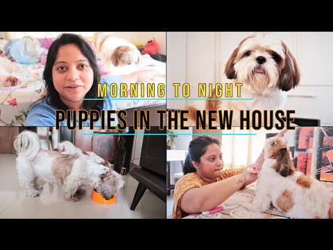 How my puppies are coping up in the new house | First full day vlog from the new house Video
