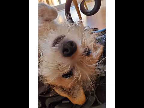 Crystal the Pet Nanny. LLC video.