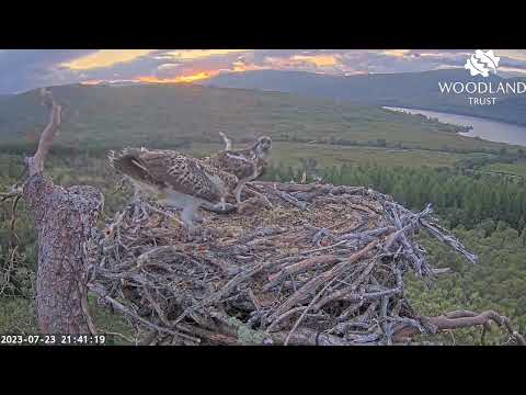 Dorcha the Loch Arkaig Osprey returns with the fish and feeds her not-so grown-up chick 23 Jul 2023