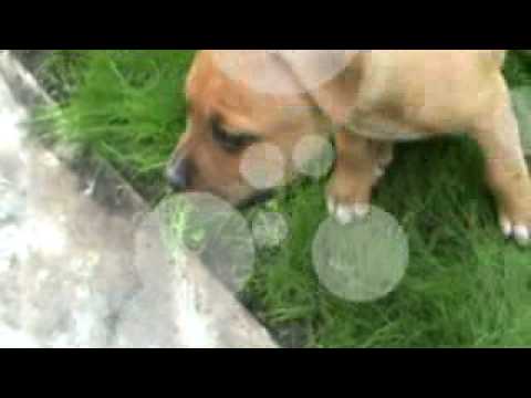 ROCKY    AMSTAFF   la 7 saptamani