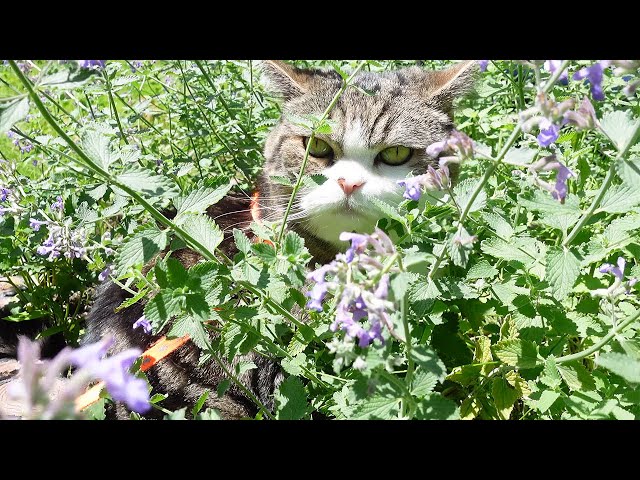 Maru is happy among favorite cat mints