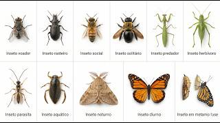 Todos os Tipos de Insetos Explicados de Forma Simples em 4 Minutos