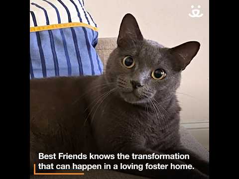Senior cat has amazing breakthrough in foster home