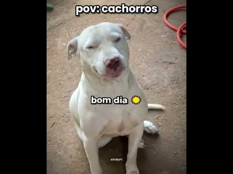 him dancing to Pitoco's food lol #humor #funny #dog #shorts