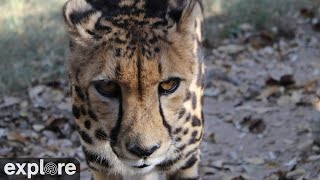 Cheetahs | Highlights