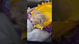 Destiny has been discharged from the 24hr animal hospital. Destiny has been discharged from the 24hr animal hospital.