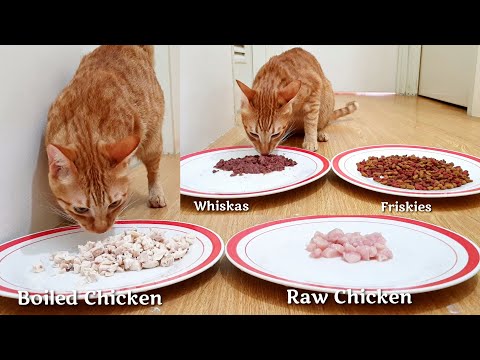 Raw or Boiled Meat Chicken | Cats and Kittens Choosing Food? | Which will the Cats Choose?