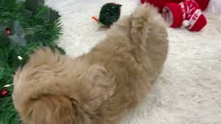 ハーフ犬の動画01