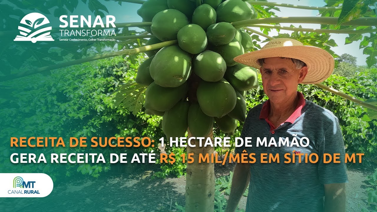 Receita de sucesso: 1 ha de mamão gera receita de até R$ 15 mil/mês em MT | Senar Transforma ep. 33