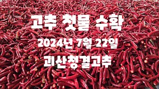 고추 첫물 땁니다 2024년 7월 22일 괴산청결고추 코레곤 세븐스타 [고추재배방법]