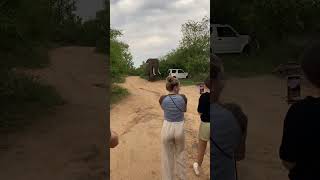 Huge Elephant in Camp! 😱 One of the best encounters during my Professional Field Guide Course!